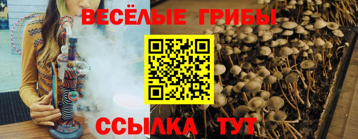 Галлюциногенные грибы прущие грибы  Вход с VPN  Заречный 